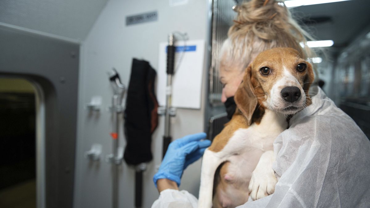 Beagle breeding agency fined €32 million in largest ever penalty for animal welfare violations