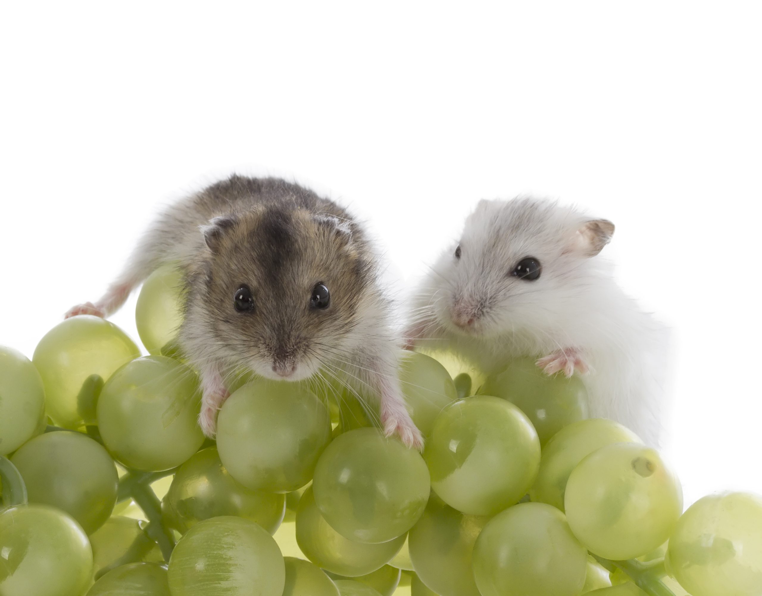 Can Hamsters Eat Grapes? All the Fruits and Meals Your Pet Can (and Cannot) Eat