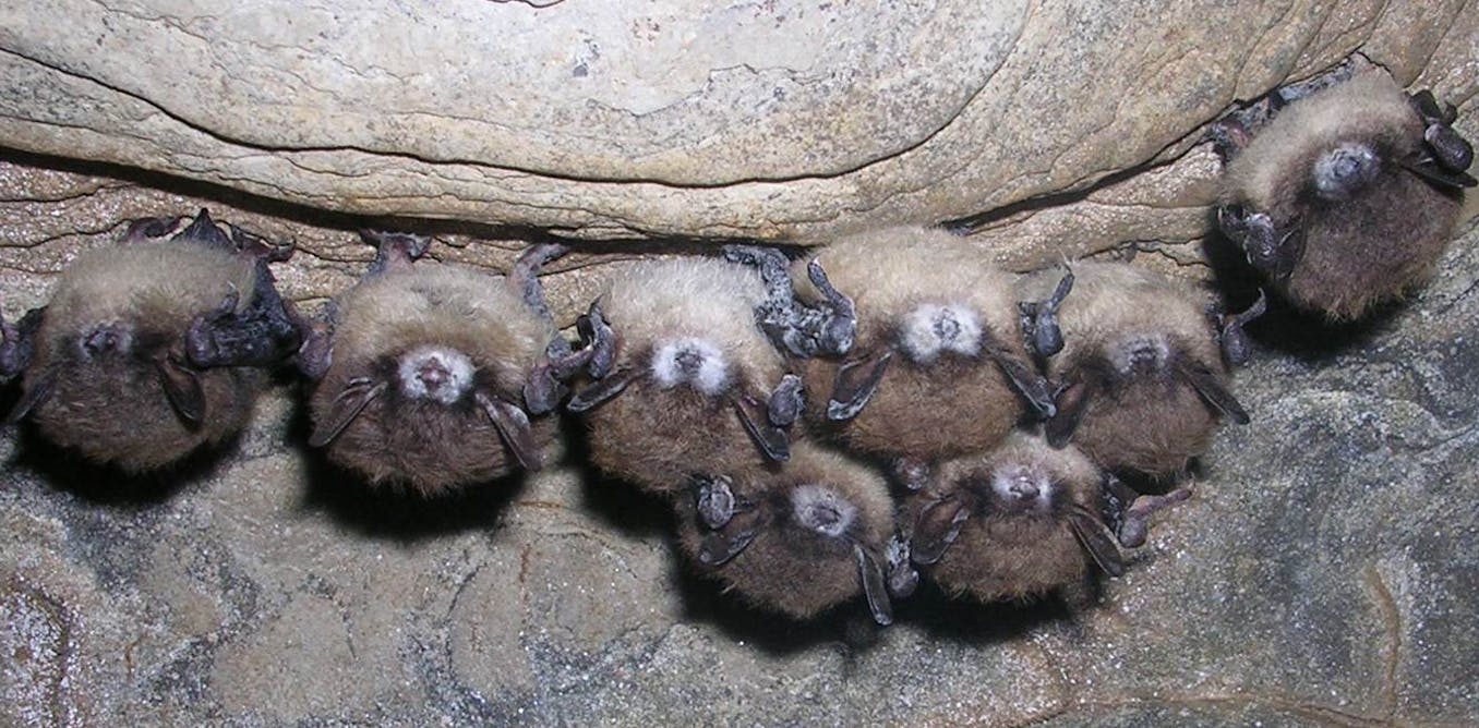 White nostril syndrome is killing tons of of 1000’s of bats by means of a contagious fungus – proper right here’s strategies to stop it