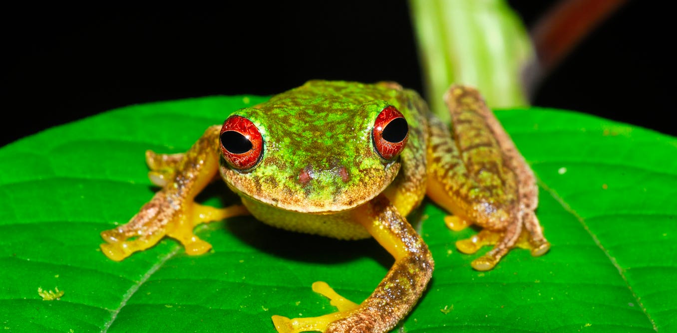 Lethal frog fungus has worn out 90 species and threatens an entire bunch further