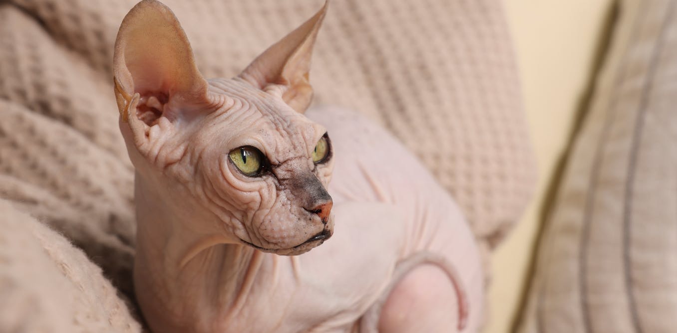 The ‘bully cats’ bred to resemble American bully canine and the easiest way mannequin is creating mutant pet breeds