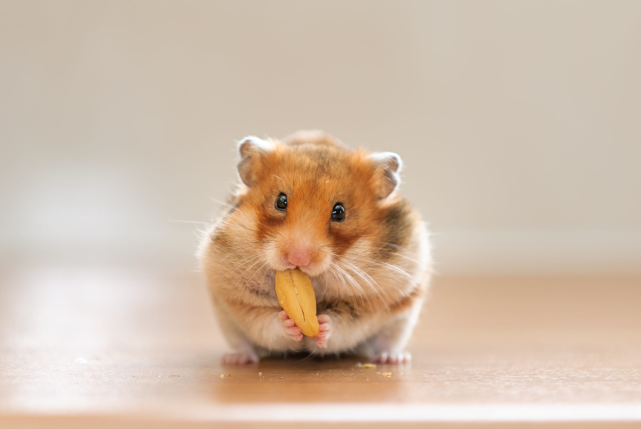 Internet Obsessed With Hamster Having enjoyable with Spa Day—’Dwelling the Extreme Life’