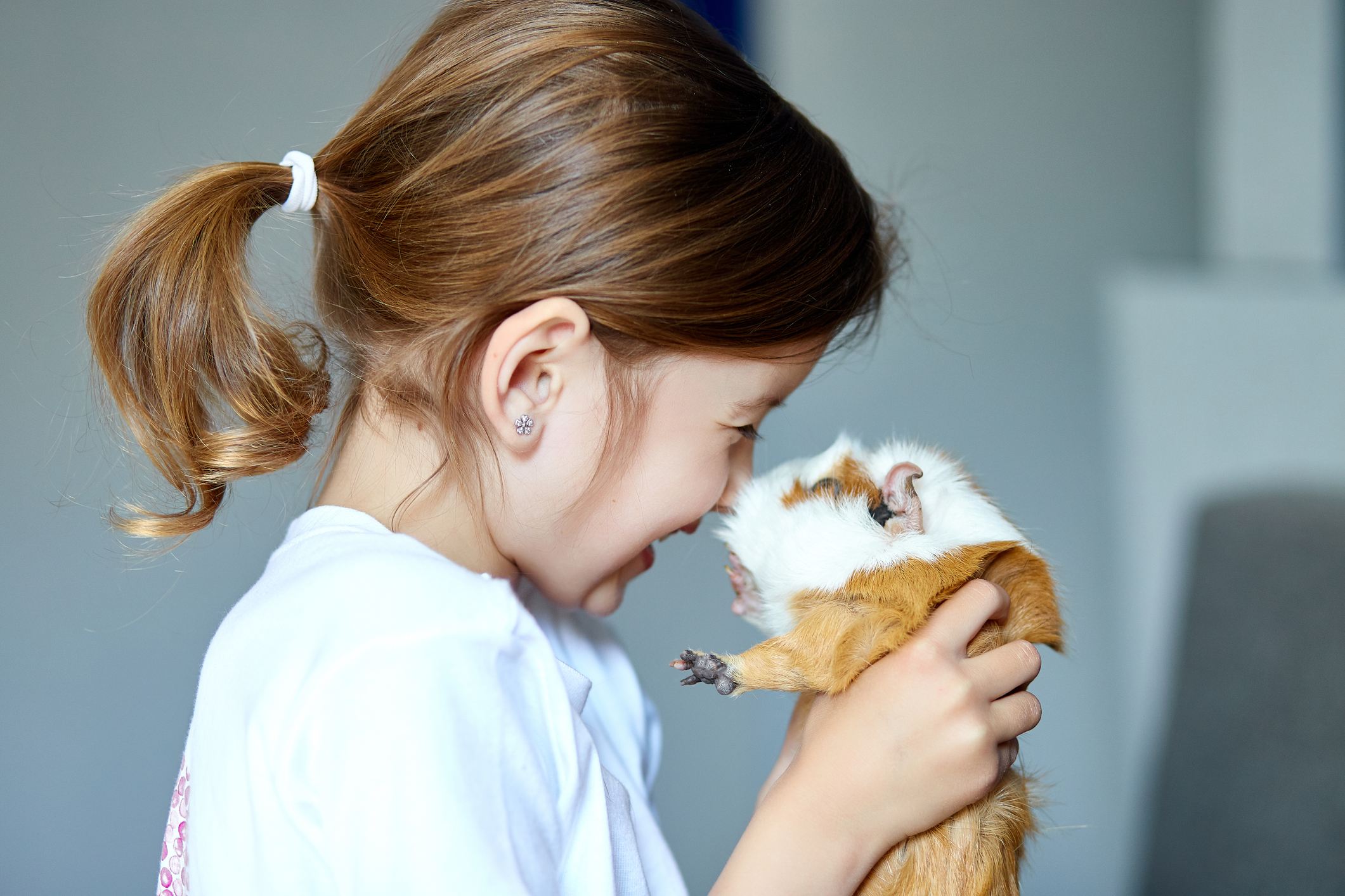 Hamsters Vs Guinea Pigs — Which Makes the Most interesting Pet for Youngsters?